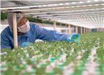 ams OSRAM LEDs for Horticultural Lighting