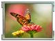 KYOCERA Display TCG104VGLAAANN-AN20